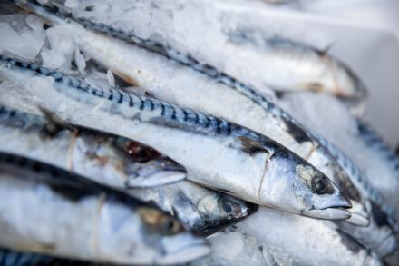 A range of fresh fish in individual polystyrene boxes with labels.